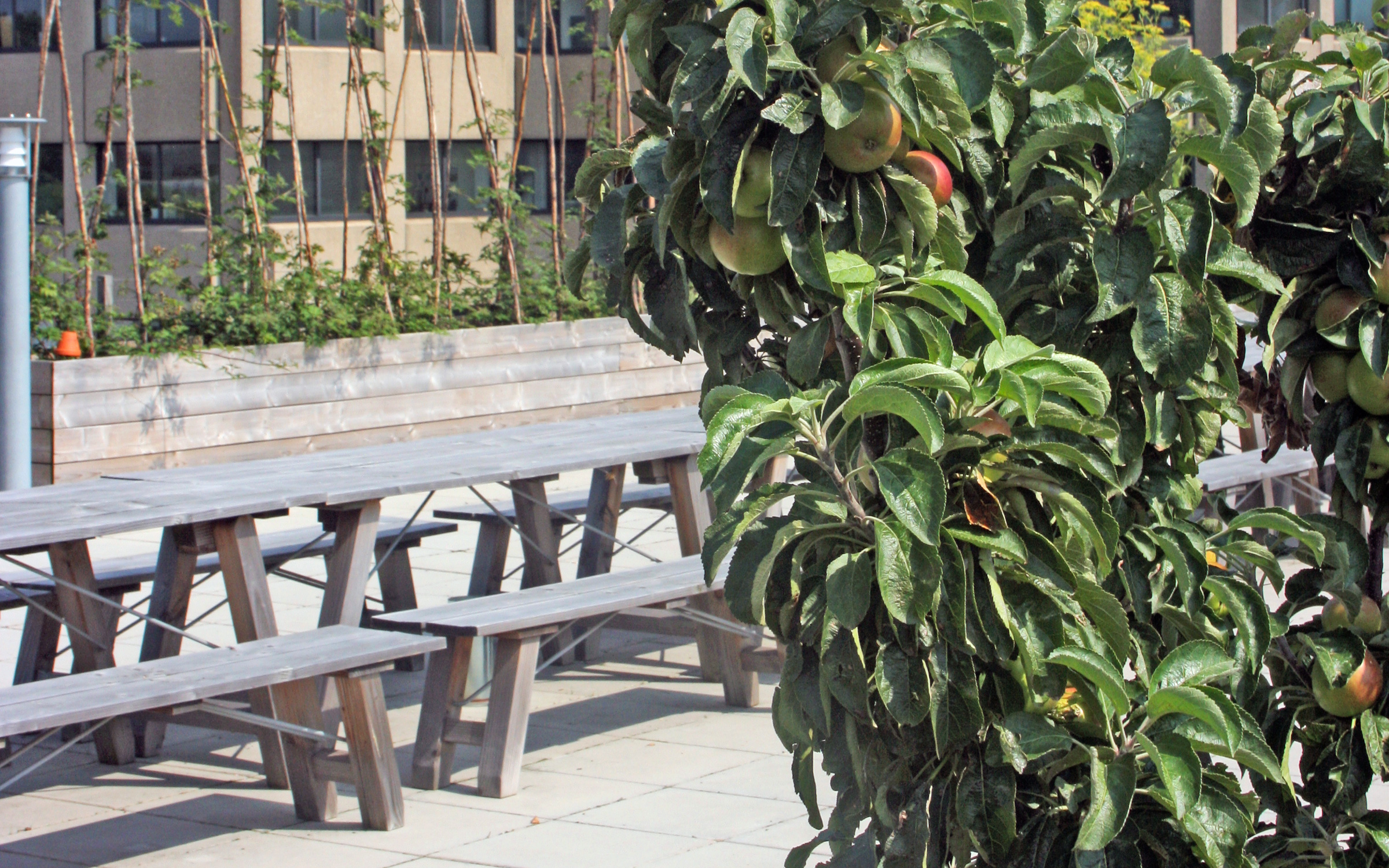 The rooftop farm is used both for lunch and for corporate events. Small apple trees in front of benches and tables on a roof